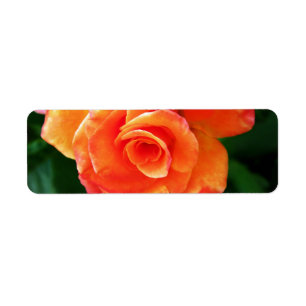 Étiquette Rose orange