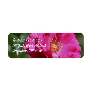 Étiquette Rose rose en pleine floraison Adresse florale