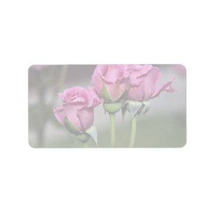 Étiquette Roses de "visage d'ange" de Floribunda