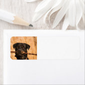 Étiquette Rottweiler avec bâton (En situation)