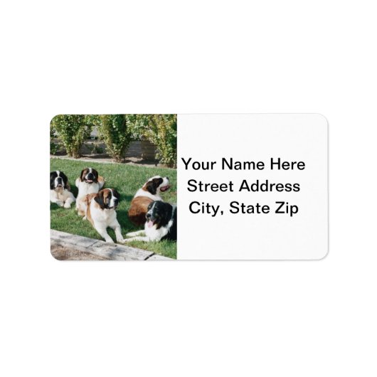 Étiquette Saint Bernards dans le triage (Devant)