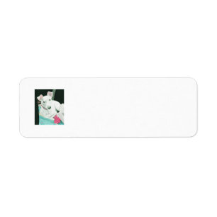 Étiquette Salissez le Jack Russell Terrier