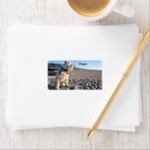 Étiquette Schnauzer - Tin Tin (En situation)