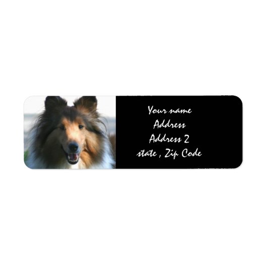 Étiquette Shetland Sheepdog (Devant)