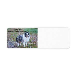 Étiquette shetland-sheepdog-bleu merle blanc tan love w pic.