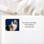 Étiquette Shetlie (Merle) (En situation)