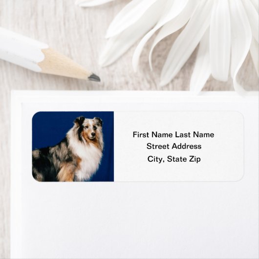 Étiquette Shetlie (Merle) (En situation)