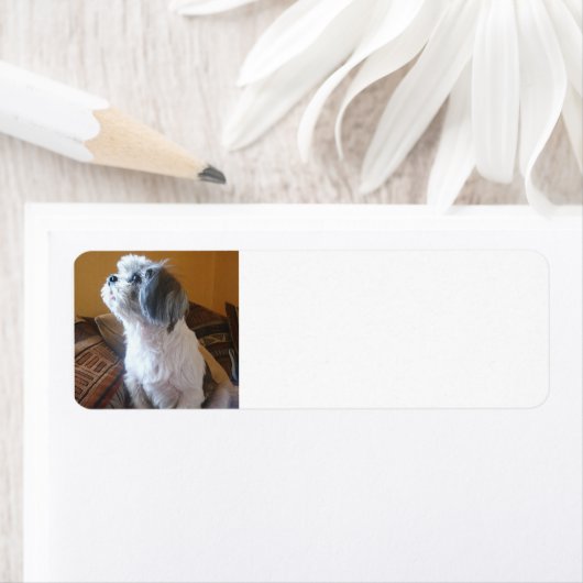 Étiquette Shih_Tzu assis.png (En situation)