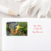 Étiquette sirène à queue rouge (En situation)