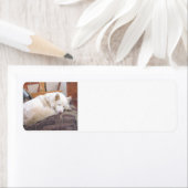 Étiquette sommeil blanc sibérien (En situation)