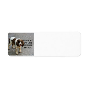 Étiquette springer anglais spaniel lw love w picc