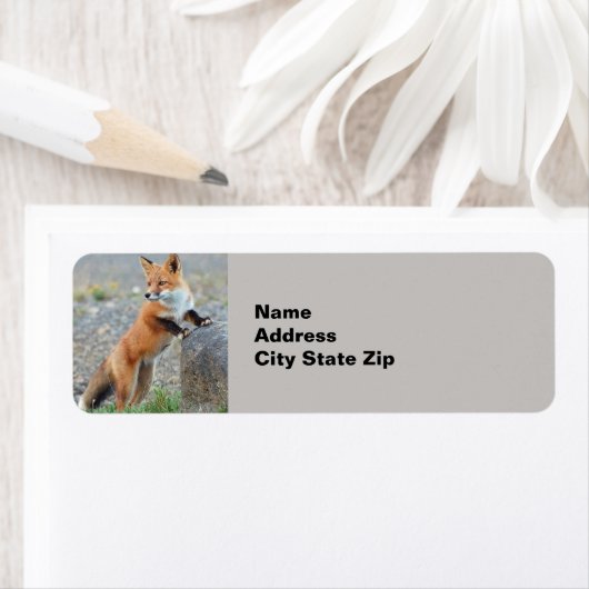 Étiquette Standing red fox (En situation)