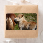 Étiquette Sweet Haflinger Foal (En situation)