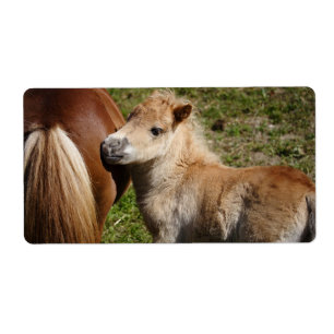 Étiquette Sweet Haflinger Foal