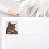 Étiquette Tabby (En situation)