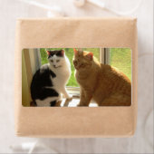 Étiquette Tabby orange Chat/Chat noir et blanc (En situation)