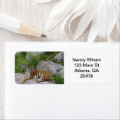 Étiquette Tigre sur un rocher (En situation)