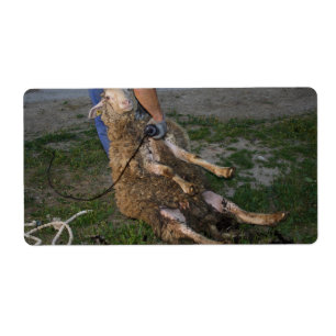 Étiquette Tir de mouton