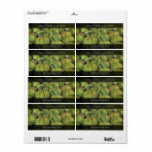 Étiquette Tomatillos verts / Tomates de Husk (Feuille entière)