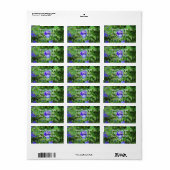 Étiquette Torenia (Feuille entière)