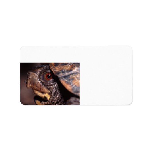 Étiquette tortue (Devant)