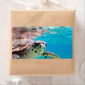 Étiquette Tortue (En situation)