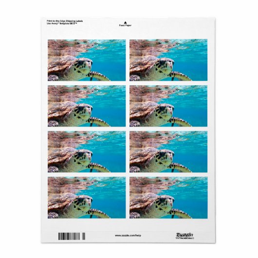 Étiquette Tortue (Feuille entière)