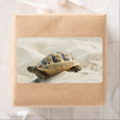 Étiquette Tortue (En situation)