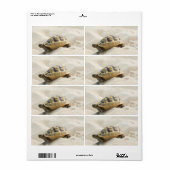 Étiquette Tortue (Feuille entière)
