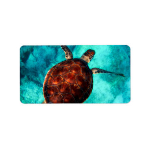 Étiquette Tortue de mer glorieuse