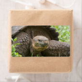 Étiquette Tortue géante (En situation)