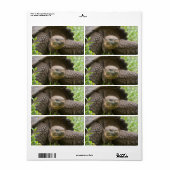 Étiquette Tortue géante (Feuille entière)