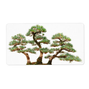 Étiquette trois arbres de bonsaïs de pin