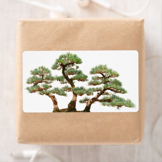 Étiquette trois pins bonsaïs (En situation)