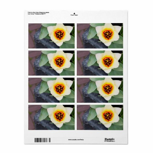 Étiquette Tulip (Feuille entière)