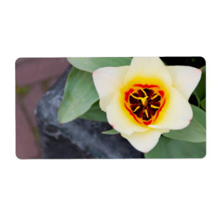 Étiquette Tulipe