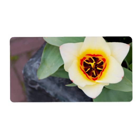 Étiquette Tulipe (Devant)