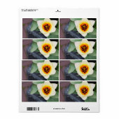 Étiquette Tulipe (Feuille entière)