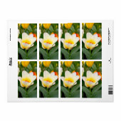 Étiquette Tulipe (Feuille entière)