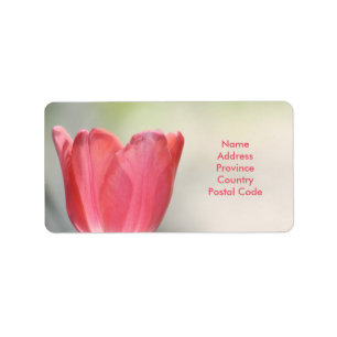 Étiquette Tulipe de jardin rose corail