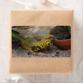 Étiquette Uromastyx geyri (En situation)