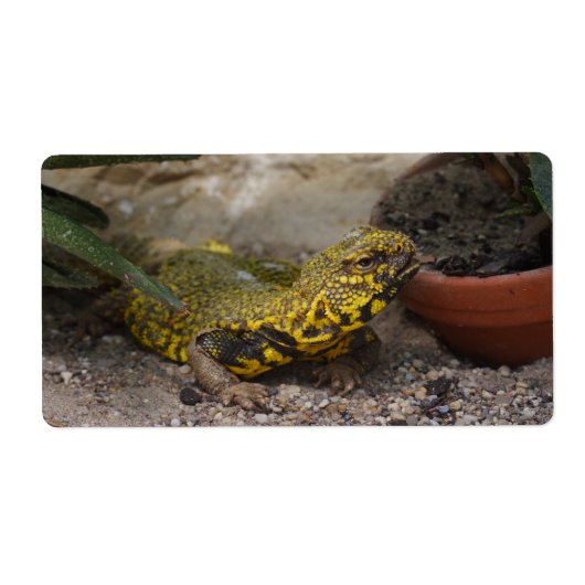 Étiquette Uromastyx geyri (Devant)