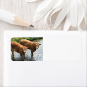 Étiquette Vaches dans le champ de Devon, Royaume-Uni (En situation)