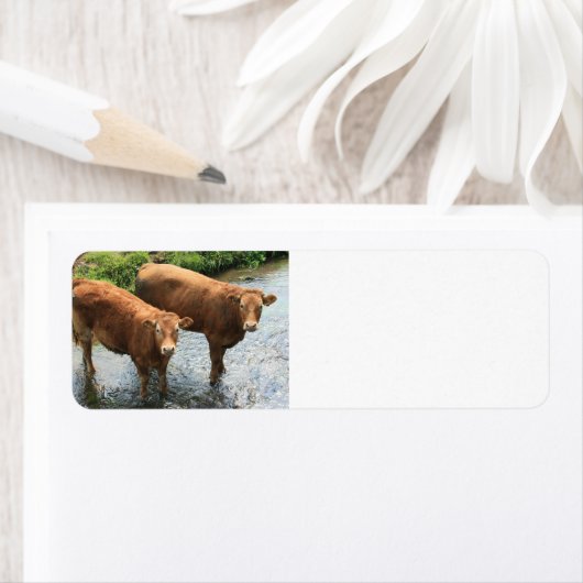 Étiquette Vaches dans le champ de Devon, Royaume-Uni (En situation)