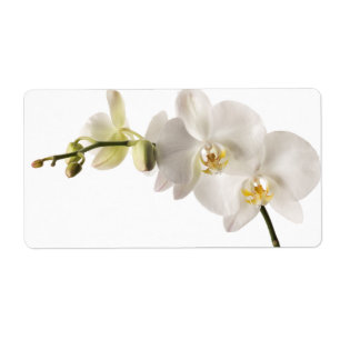 Étiquette Vaporisateur floral blanc Dendrobium Orchidée