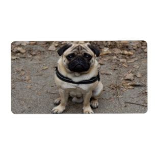 Étiquette Very Serious Pug
