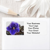 Étiquette Violet africain en floraison (En situation)
