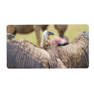 Étiquette Vulture