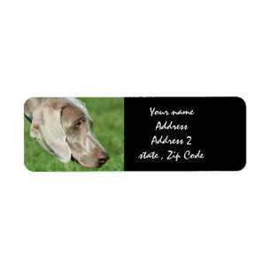 Étiquette Weimaraner