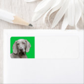 Étiquette weimaraner 2 (En situation)